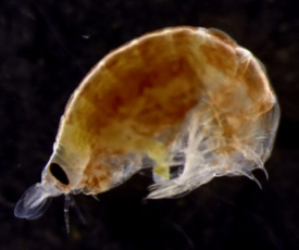 The vertically migrating amphipod {em}Vibilia propinqua{/em}. © K. Stamieszkin/VIMS.