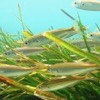 Fish in seagrass