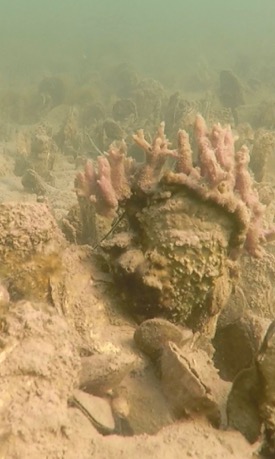 Further study is needed to better understand the importance of oyster reefs as nursery habitat.  © L. Kellogg/VIMS.