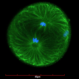 The early developmental stage of the Eastern oyster {em}Crassostrea virginica{/em} shows condensed chromosomes in blue and microtubules in green during the first cleavage of an embryo. © Hotta Masaru/VIMS.