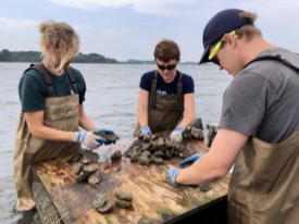 Researchers in the ABC program at VIMS select oysters for desired traits such as disease resistance, faster growth, and greater meat content. From L: Vanessa Delpero, Jess Small, and Joey Matt. © Eric Guévélou/VIMS.
