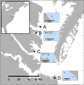 The team conducted the study within and adjacent to oyster farms at four sites in the lower Chesapeake Bay: Windmill Point (A), Bland Point (B), Monday Creek (C), and Broad Bay (D). © J. Turner/VIMS.
