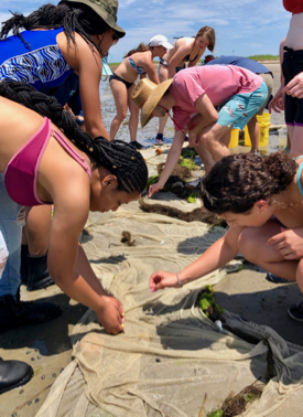 REU students examine the contents of a seine net during their visit to barrier islands of Virginia's Eastern Shore.