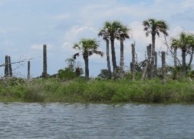 Sea-level rise can transform many different species of coastal trees into ghost forests, including palms. © Amy Langston.