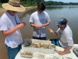 The survey crew sorts a seine haul catch from the Rappahannock River. From L: Daniel Royster, David Eby, and Matthew Oliver. © Jack Buchanan/VIMS.