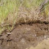 Marsh  soils contain significant blue carbon.