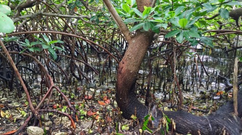 Mangrove Habitat