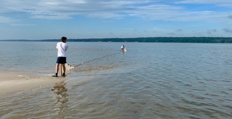 Seining for Striped Bass