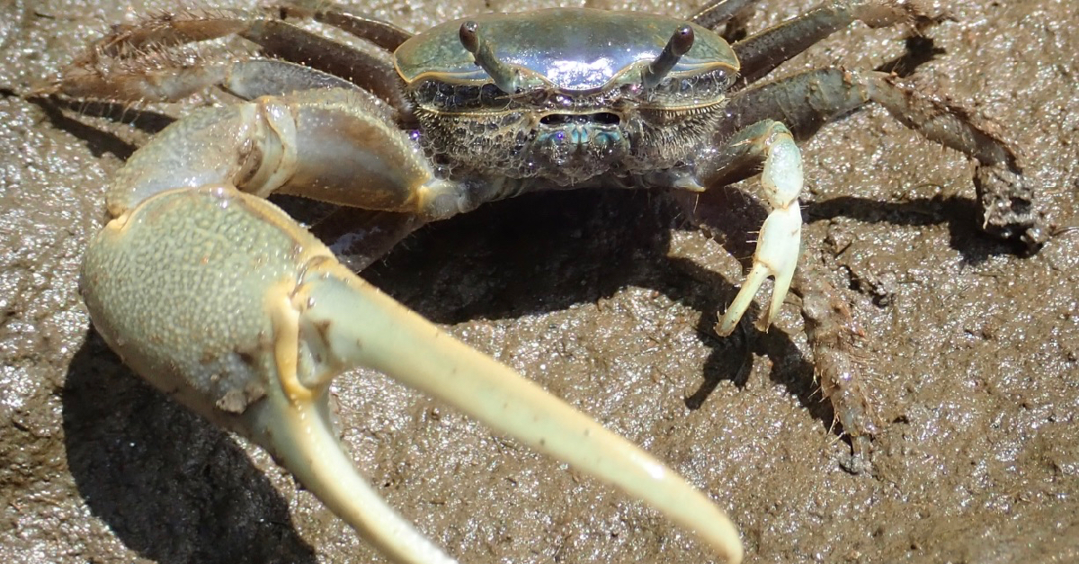 Study shows climate change can help crab escape its parasites