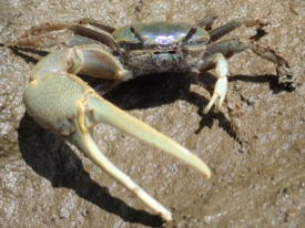 Fiddler crabs live in salt marshes, mangroves, and beaches worldwide. Males have a giant claw to attract females and fight rival males. Their name derives from the male’s habit of using its small claw to carry food from the ground it to its mouth. When the small claw moves past the large one, the crab appears to be “fiddling.” © D.S. Johnson/VIMS.