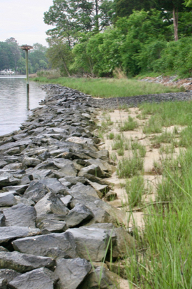 Living shorelines use strategic placement of plants, stone, sand, or other structural and organic materials to reduce erosion and enhance wetland habitat.