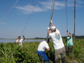 Hershner and colleagues erect a pole to help monitor marsh elevation.