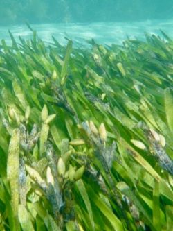 A meadow of {em}Posidonia{/em} seagrass plants about to release its ripe, buoyant fruits. © A. Rossen.