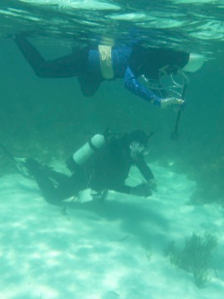 Orth (at surface) and Kendrick use SCUBA to study seeds of the seagrass {em}Posidonia{/em} along the coast of Western Australia. © A. Rossen.