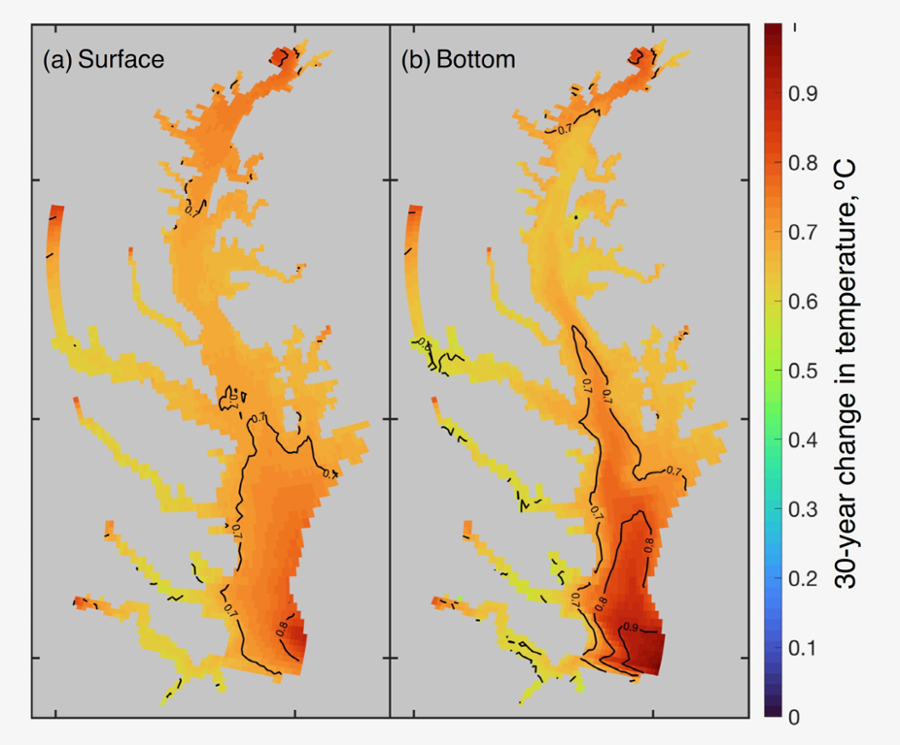 Surface and bottom waters are generally warming at a similar rate throughout the Bay, except for a slightly elevated rate of bottom warming in the saltier waters near its mouth. Colors show total temperature change over 30 years as simulated by the research team’s model. K. Hinson/VIMS. Click image for larger version.