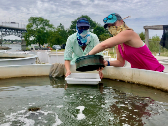 Graduate student Alyson Hall and post-doctoral researcher Enie Hensel prepare seagrass seeds for planting while following COVID masking requirements. © C. Patrick/VIMS.