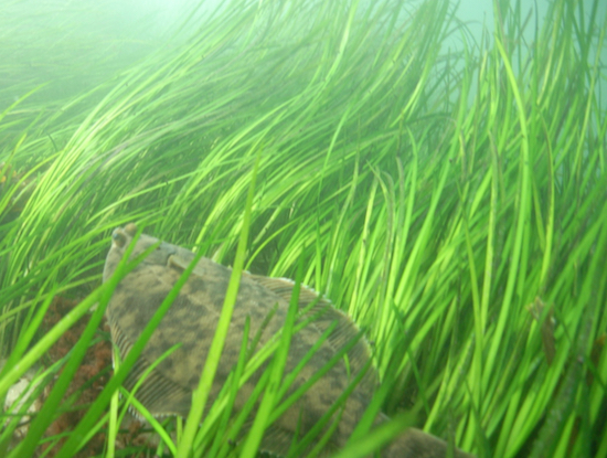 A single-species meadow of eelgrass offers lower plant biodiversity than the mixed assemblages found in the fresher portions of the Bay. © NOAA Fisheries.
