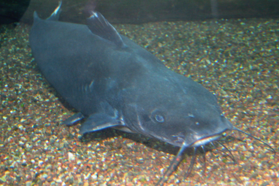 Catfish take their name from the whisker-like sensory barbels that extend from around the mouth. © D. Malmquist/VIMS.