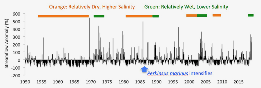 Monthly streamflow anomaly trend for the James River, Virginia, 1950-2018. The mid-1980s intensification of {em}Perkinsus marinus{/em} activity has been attributed to increased salinities during multi-year drought in 1980-1982 and 1985-1987 , indicated by extended periods of negative streamflow anomalies. Reduced salinities more unfavorable to {em}P. marinus{/em} are associated with periods of high streamflows, indicated by positive anomalies. © R. Carnegie/VIMS.