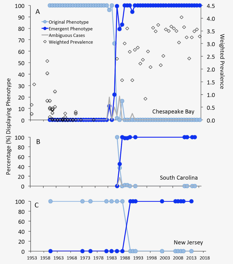 The sharp transition from the original form of Dermo (light blue) to contemporary (dark blue) in Chesapeake Bay (A), South Carolina (B), and New Jersey (C). Weighted prevalence in the Virginia panel is a conventional measure of Dermo disease in oyster populations, and shows that the change in Dermo's form in Virginia coincided with the increase in Dermo prevalence within Bay oysters. © R. Carnegie/VIMS.