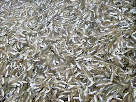 Bay anchovies, like these captured in a VIMS trawl net, provide important forage for predatory fishes in the Chesapeake Bay. After counting, the fishes are returned to the water. © VIMS Juvenile Fish Trawl Survey.