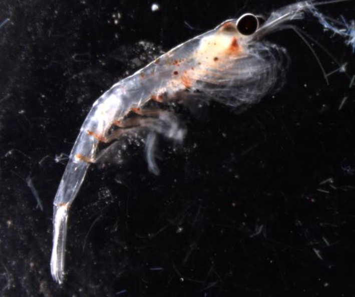 The krill {em}Euphausia pacifica{/em} is one species of zooplankton that performs daily vertical migrations in the waters of the northeastern Pacific. © K. Stamieszkin /VIMS.