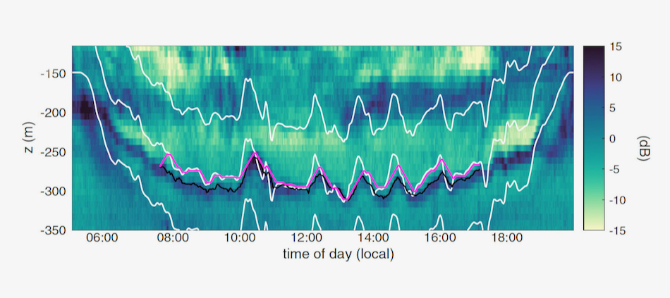 Measurements of light intensity (white lines) and zooplankton abundance (black line) with ocean depth (z, in meters) show that when cloud shadows prevent sunlight from reaching as deep in the ocean, zooplankton swim up to stay in water with their preferred brightness. When clouds thin or pass by, zooplankton swim back down. Model results (purple line) show the zooplankton are responding to changes in brightness of only 10 or 20%―an imperceptible difference to the shipboard crew.