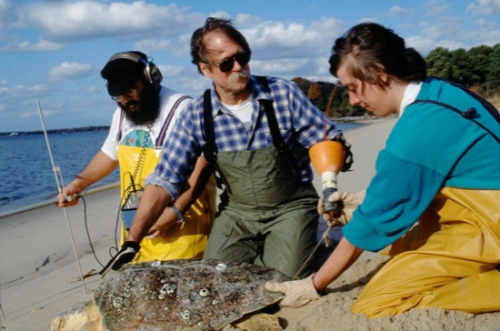 Jack Musick and students prepare to release a tagged sea turtle. VIMS file photo.
