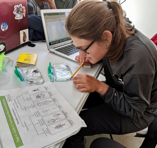Incoming PhD student Julianna Ramirez identifies freshwater macroinvertebrates at Big Creek Natural Reserve in Monterey County, CA as a 2019 UCSC Doris Duke Conservation Scholar. © A. Borker.