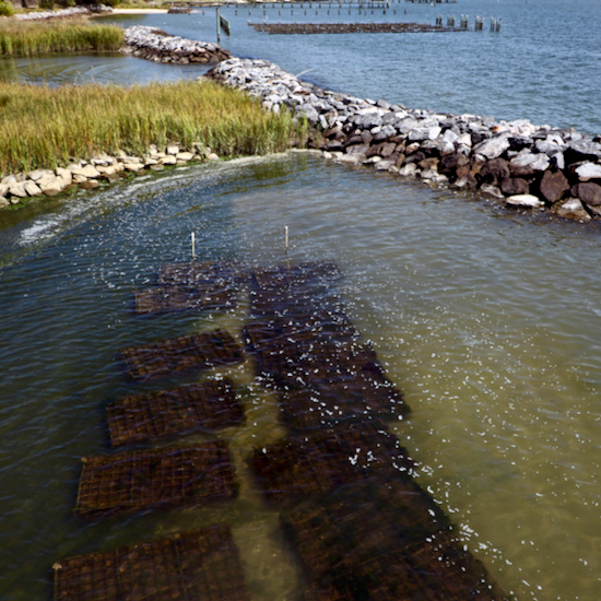 Oyster aquaculture is of growing importance in the seafood economy of Chesapeake Bay. © Aileen Devlin/Virginia Sea Grant.