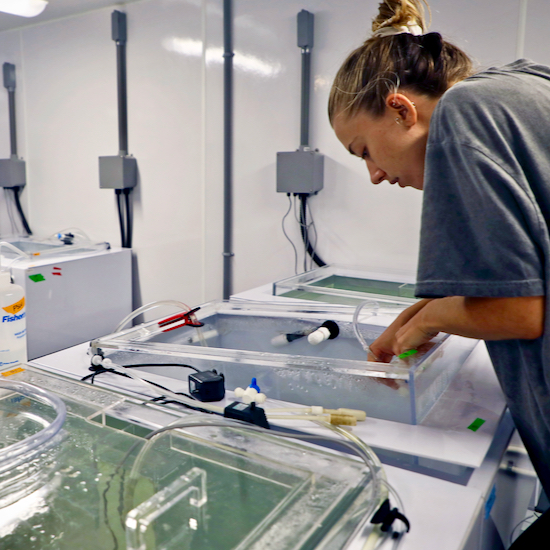 VIMS technician Megan Considine helps study the physiology of oysters in VIMS’ Seawater Research Laboratory. © Aileen Devlin/Virginia Sea Grant.