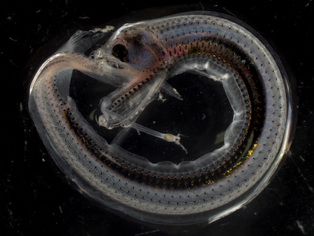 A juvenile dragonfish collected and photographed during NASA’s EXPORTS expedition to the Northeast Atlantic Ocean. © Kristen Sharpe.