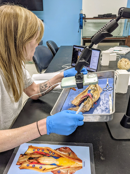 Tara Rudo demonstrates a squid dissection over Zoom for high school students attending W&M's Camp Launch program. © Celia Cackowski.