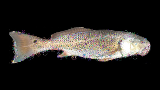 The small circles superimposed on this fish photo are used by the machine-learning software to automate species identification—in this case a red drum. Click image for larger version. Lisa Kellogg/VIMS.