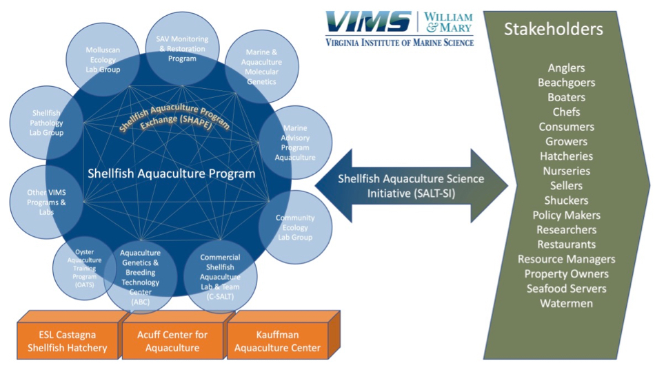 This concept map shows the units and activities that integrate to animate the new Shellfish Aquaculture Science Initiative (SALT-SI) at VIMS. Click image for larger version.
