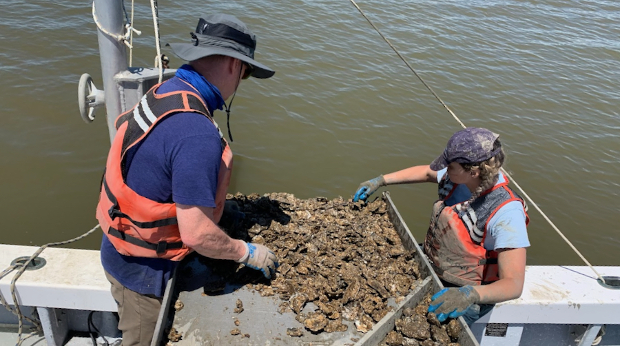 Collecting Oysters