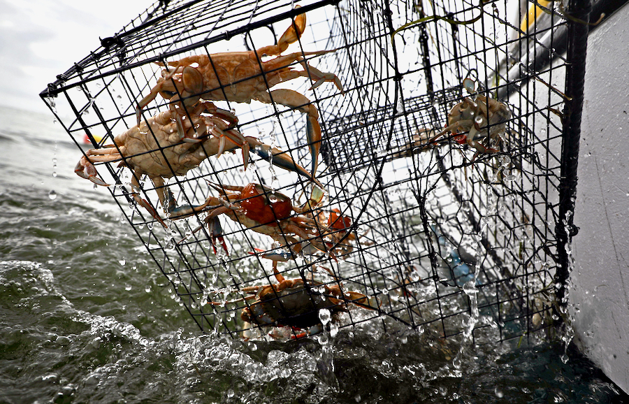 A waterman brings a crab pot aboard. © Aileen Devlin/Virginia Sea Grant.