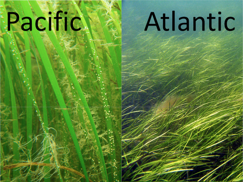 The team’s research shows that while Pacific eelgrasses (L) often grow in “forests” that regularly surpass 3 feet and may grow more than twice that tall, the Atlantic—even under similar temperature, salinity, and nutrient levels—hosts more diminutive “meadows” (R). The genetic differences also align with the biomass of eelgrass and its associated invertebrate communities. Pacific photo by Matt Whalen from Japan's Lake Akkeshi. Atlantic photo from the Finnish Archipelago Sea by Christoffer Boström, Åbo Akademi University.