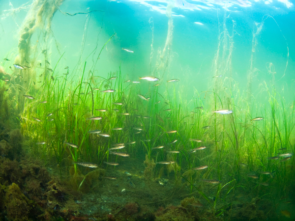 Eelgrasses migrated to the Atlantic from the Pacific hundreds of millennia ago, and that ancient migration left marks on their DNA that still shape them today. Here, juvenile cod and pollock forage among an eelgrass bed in Sweden. © Jonas Thormar.