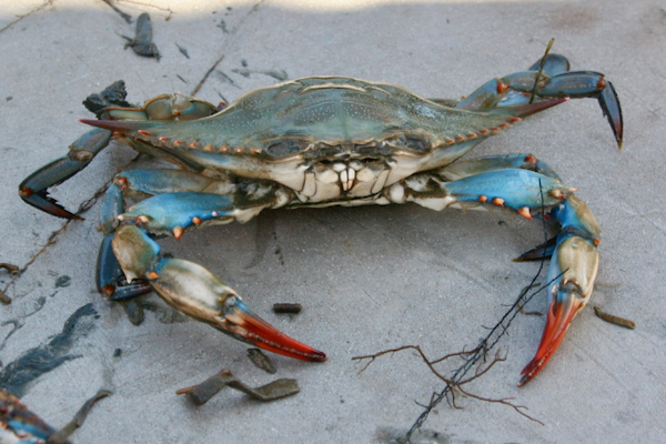 Blue crabs live underwater. Their genus name is {em}Callinectes{/em}, Greek for “beautiful swimmer,” attesting to their aquatic nature.  © D. Malmquist/VIMS.