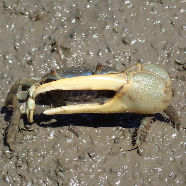 Fiddler crabs live in salt marshes worldwide. Males have a giant claw to attract females and fight rival males. Their name derives from the male’s habit of using its small claw to carry food from the ground it to its mouth. When the small claw moves past the large one, the crab appears to be “fiddling.” © D. Johnson/VIMS.