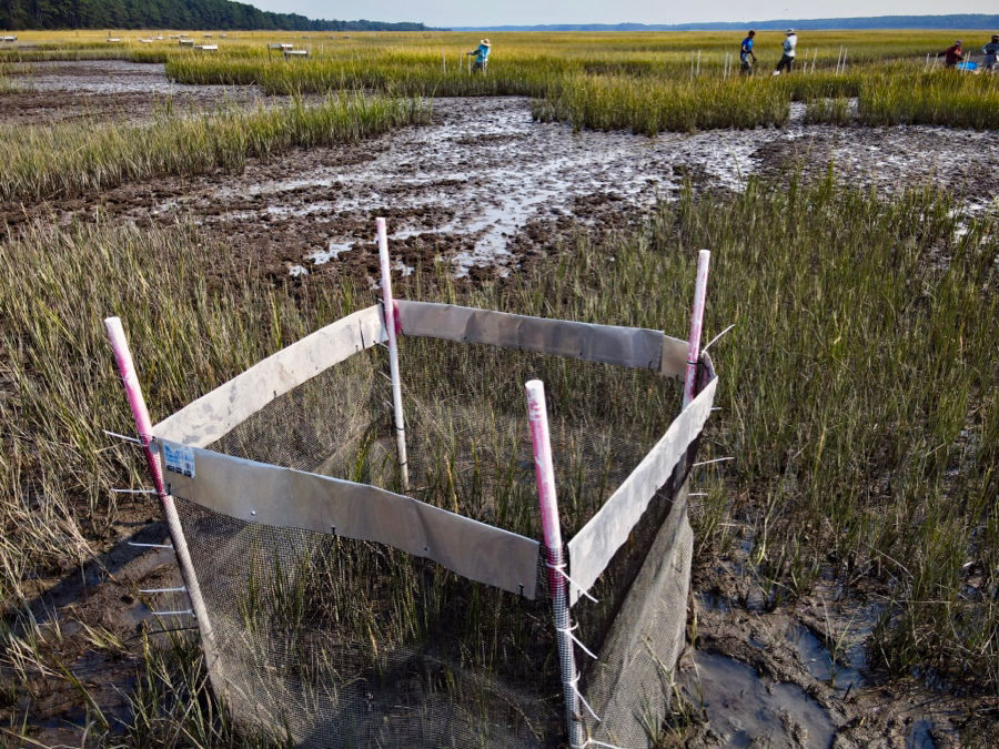 Experimental apparatus in a salt marsh that clearly shows the overgrazing that can be caused by purple marsh crabs. The open landscape provides habitat for blue crabs to dig pits and catch their fiddler crab prey. © Aileen Devlin/Virginia Sea Grant.