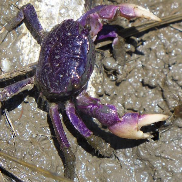 The purple marsh crab {em}Sesarma reticulatum {/em}creates denuded areas in the salt marsh by grazing on cordgrass. © D. Johnson/VIMS.