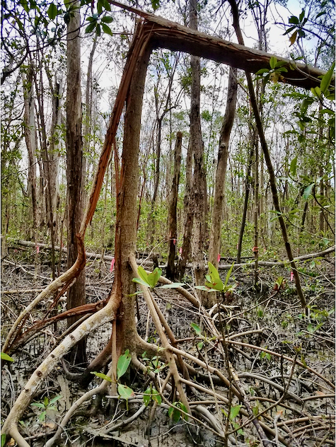 Mangroves in Everglades National Park suffered extensive damage from Hurricane Irma in 2017, as depicted at this long-term research site along Shark River Slough. V. Rivera-Monroy, LSU.