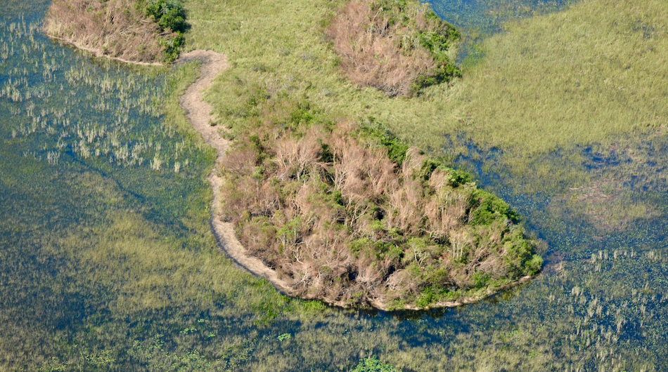 Mangrove Damage