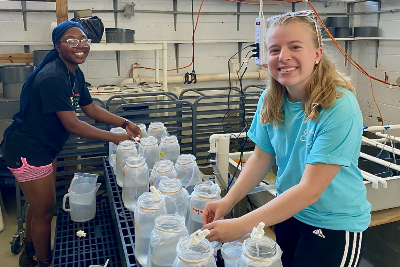 Summer intern Anisa Sellers (L) and graduate student Mara Walters (R) conduct a feeding experiment with prebiotics and baby oysters. © BK Song/VIMS.