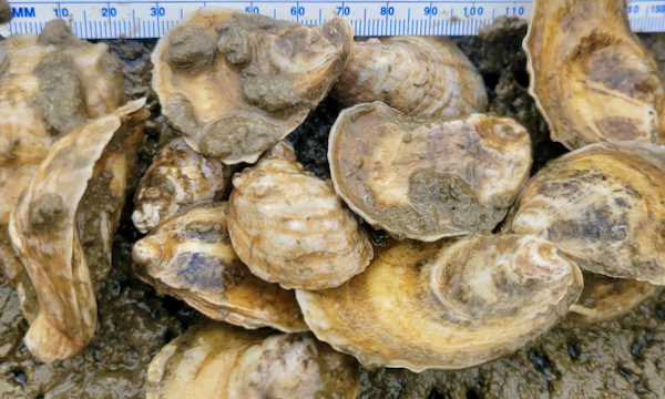 Of the 5 grants earned by VIMS, 4 focus on aquaculture of the Eastern oyster {em}Crassostrea virginica{/em}. © AJ Verderame/ VIMS.