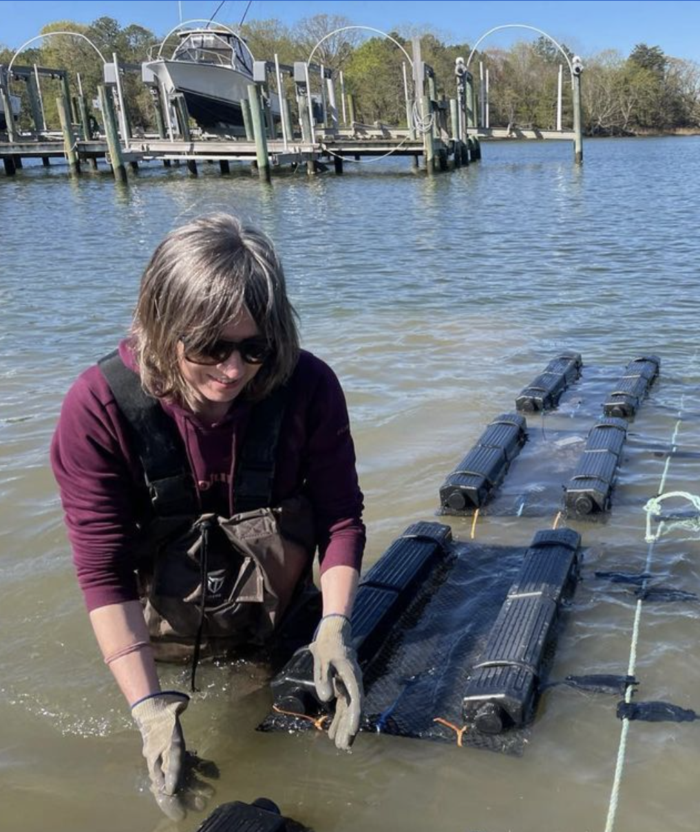 Dr. Corinne Audemard conducting research in collaboration with the shellfish aquaculture industry. Photo credit: Bill Walton