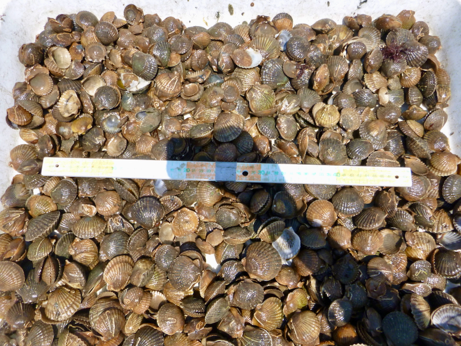 VIMS researchers have released bay scallop broodstock into South Bay since 2009 for grow-out and in-situ spawning. VIMS photo.