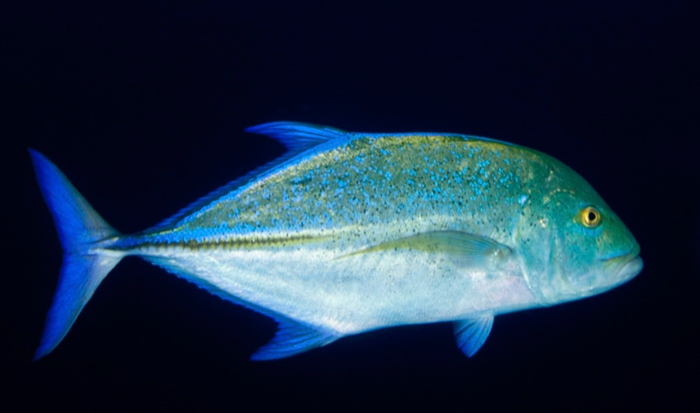 The Bluefin trevally or omilu ({em}Caranx melampygus{/em}) is one of the fast-swimming predatory fishes that increased their use of Molokini's shallow habitats during the COVID lockdown. © K. Weng/VIMS.